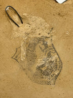 Tête de chérubin murale plâtre peint