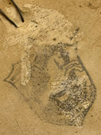 Tête de chérubin murale plâtre peint